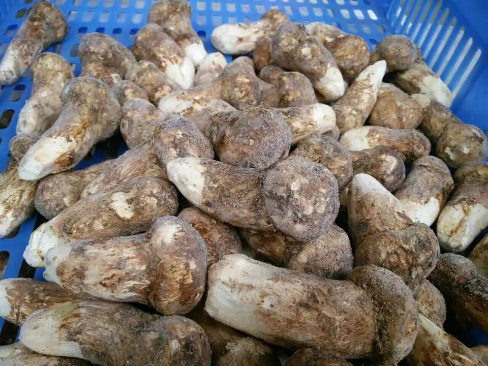 Detan Chinese Frozen Wild Matsutake Mushroom Export Price Buy