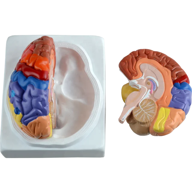 plastic human brain with different function area