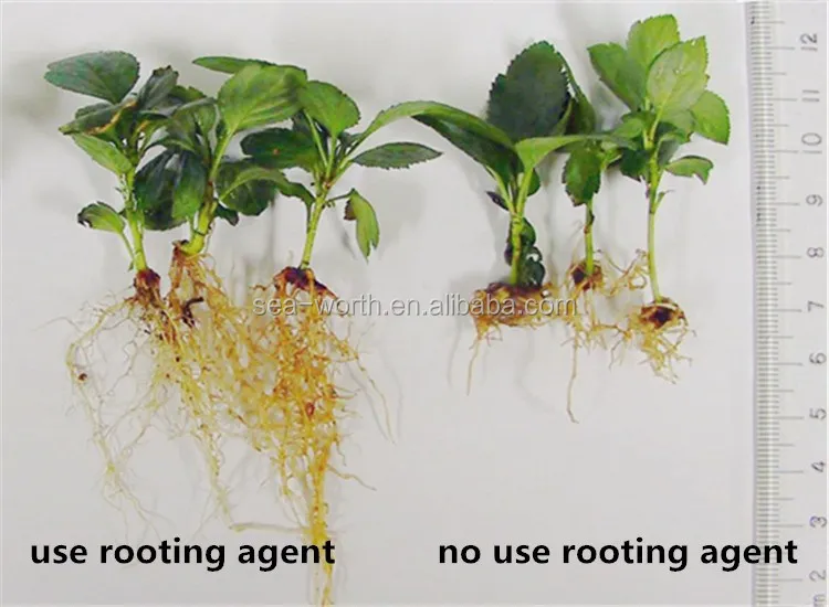 Agricultural Liquid Growing Roots Fertilizer Buy Growing Roots