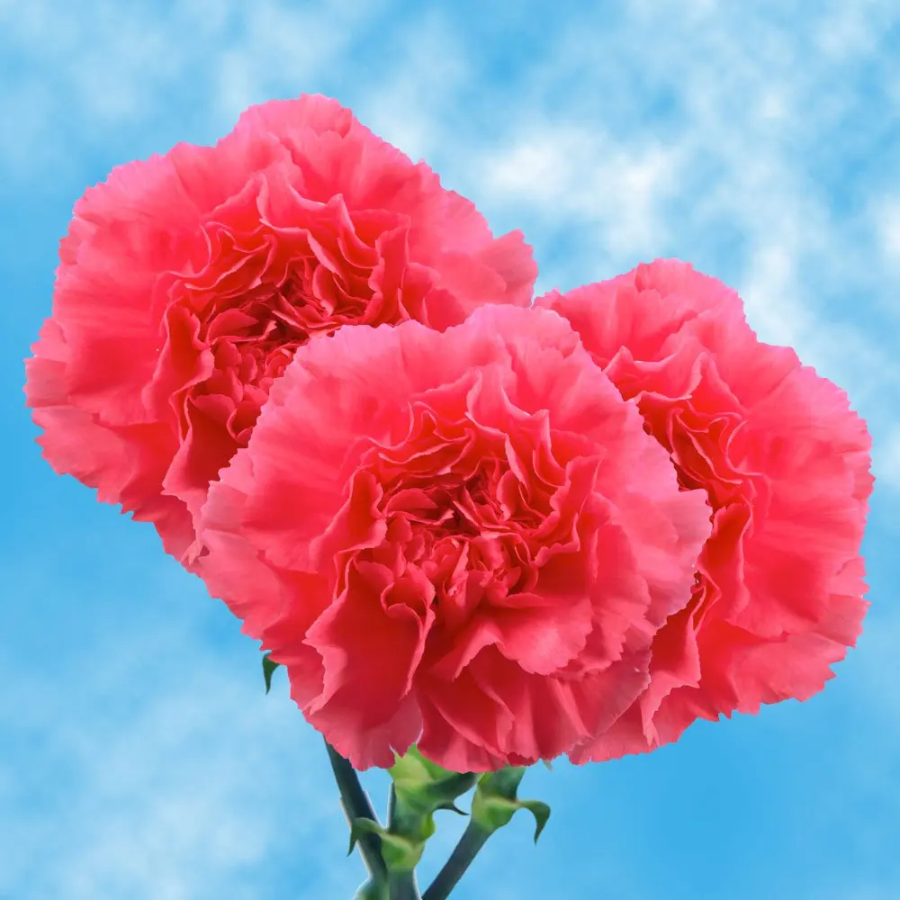 Carnation перевод. Пион Карнейшен букет. Диантус Эстетика. Гвоздика hot Pink. Carnation Jodie.