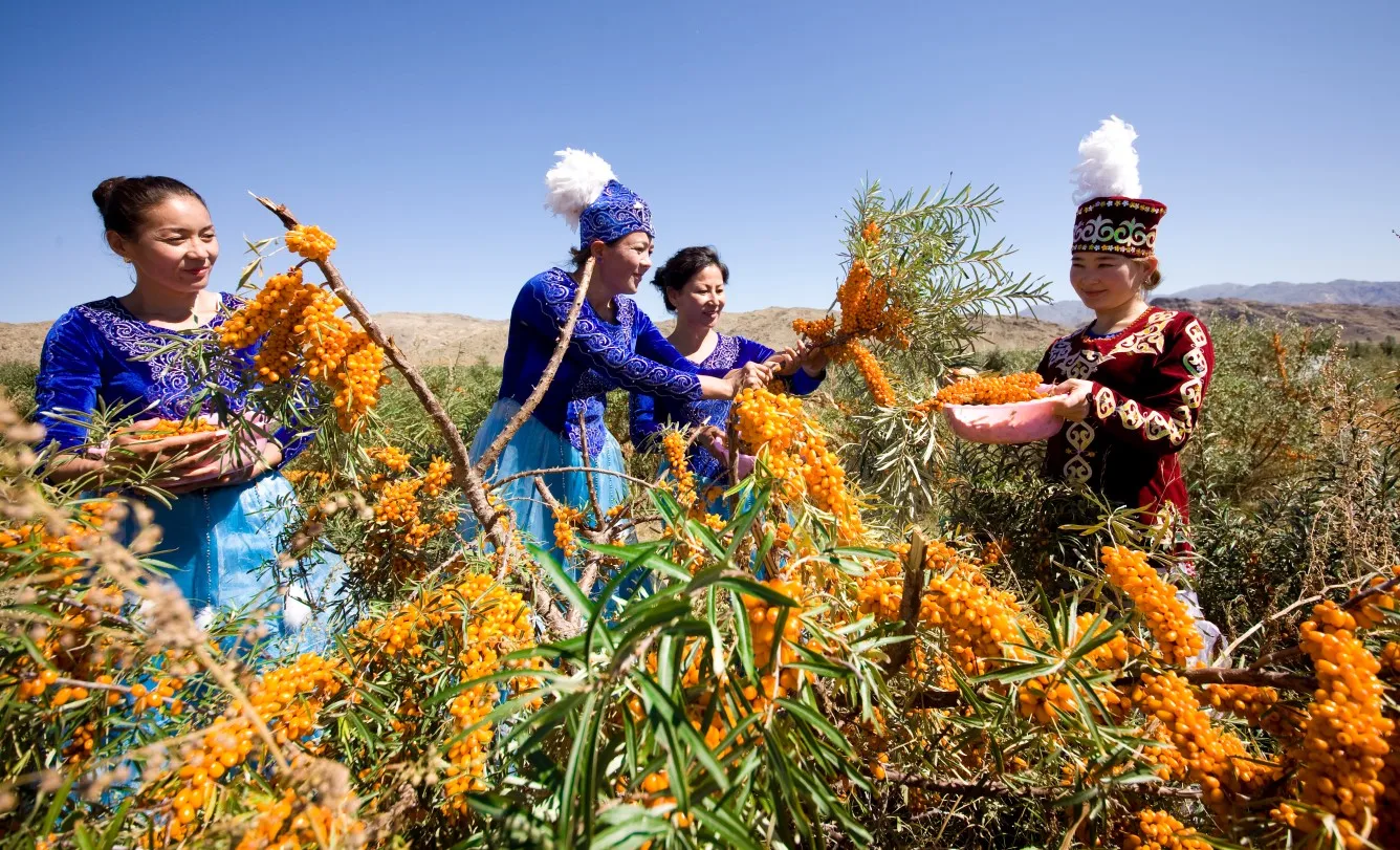 Pure hippophae rhamnoides freeze dried fruit sea buckthorn juice powder