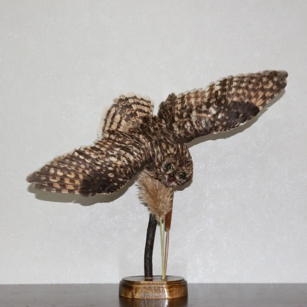 ebay taxidermy owl