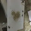 House Trap cockroach glue trap new innovative