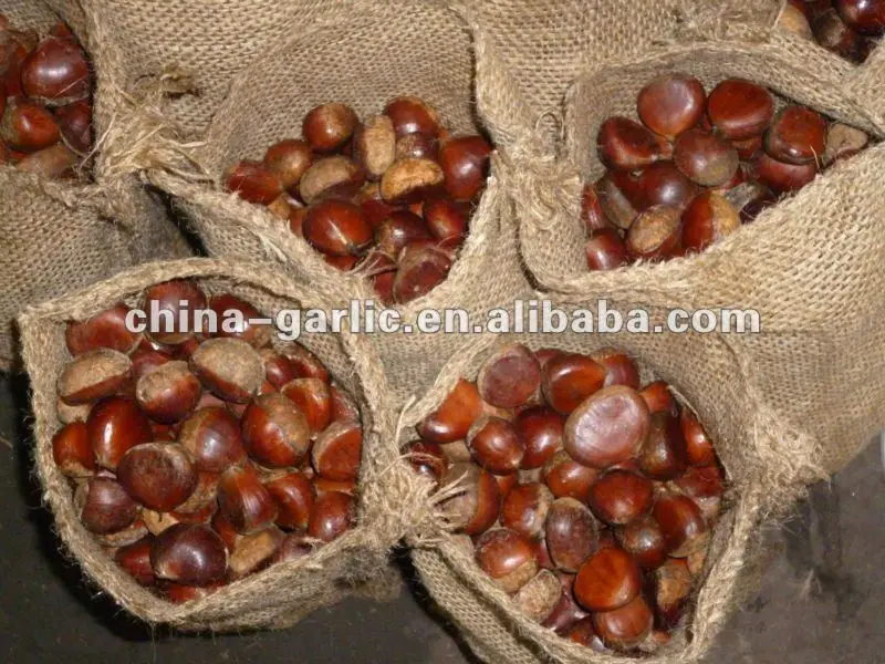 chestnut 5.jpg