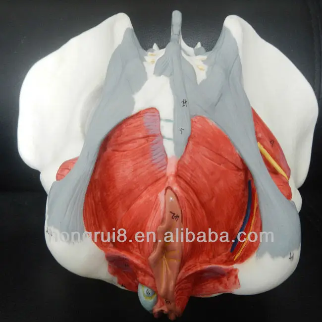 Hot Sales Advanced Anatomy Female Pelvis With Muscles Ligament,And ...