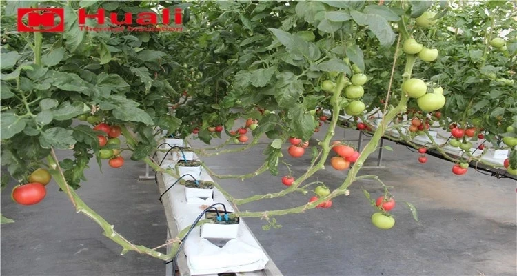 hydroponic seeds growing.jpg