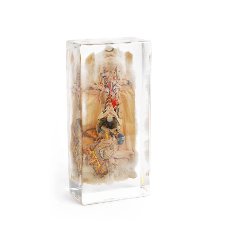 High Quality Frog Dissection Real Nature Preserve Biological Specimens