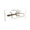 Gelsonlab HSBS-038 Acrylic Crested Tree Lizard Specimen embedded biological specimens