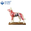 Animal Acupuncture Model Dog Acupuncture Points Reference Model