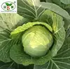 china fresh cabbage packaging bag