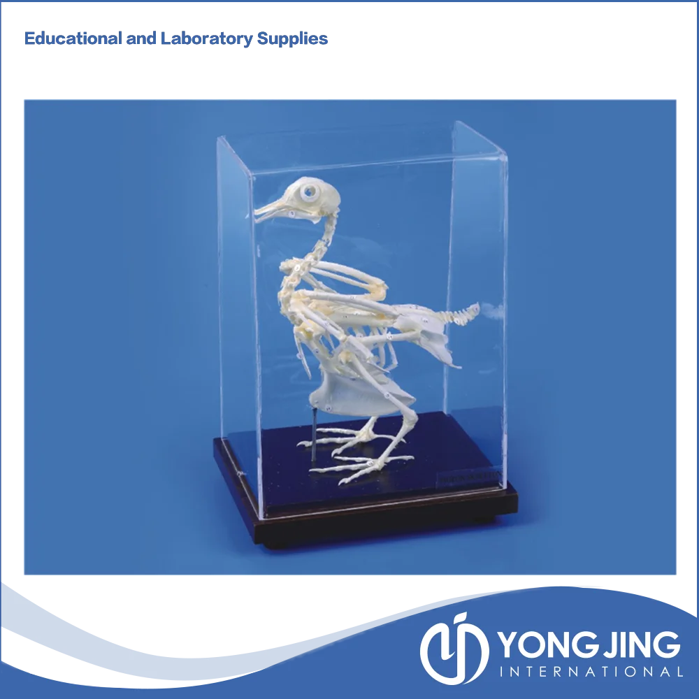 Pigeon Skeleton Model for School Teaching.png