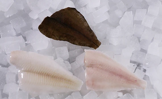 frozen iqf alaska pollock fillet fish