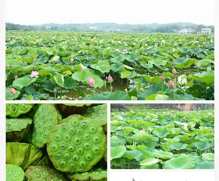 chinese dried half white lotus seed