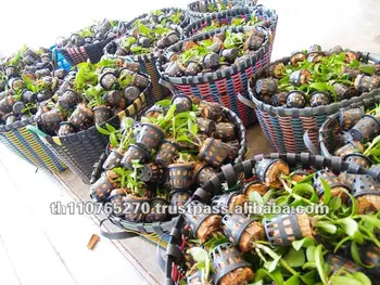 Bb Orchid Nursery ต นกล าพ ช า ประเทศไทย Bb Orchid Nursery ต นกล าพ ช า