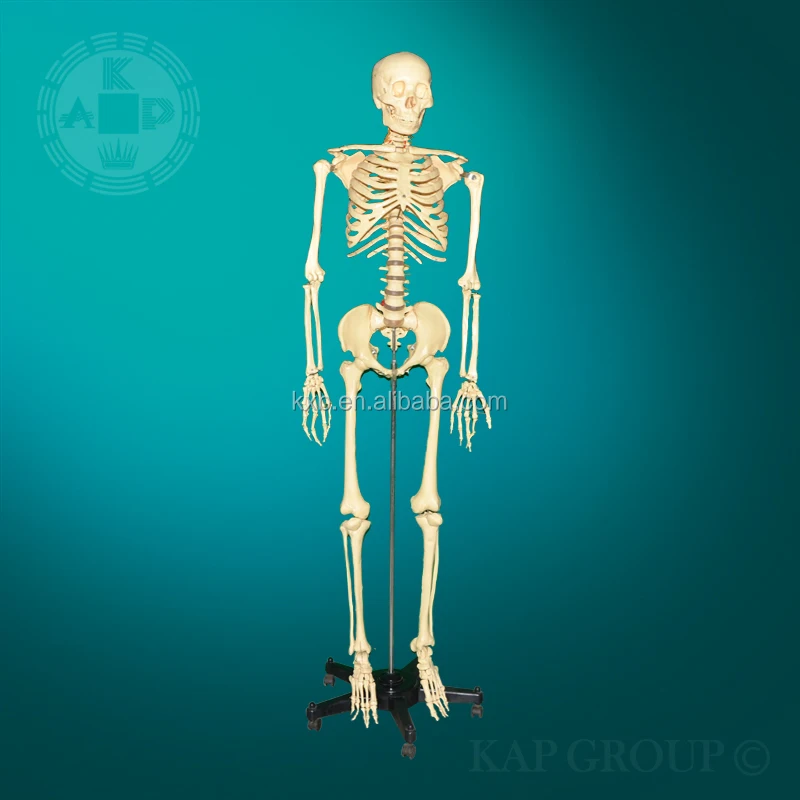 180cm Plastic Flexible Human Skeleton Model Artificial Skeleton Buy