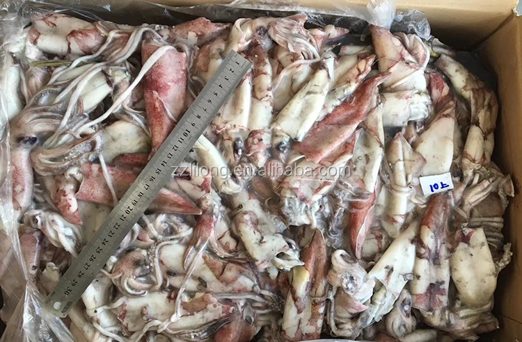 frozen loligo squid whole and tentacle tube