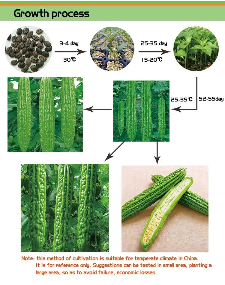 Hybrid Bitter Melon Seeds Bitter Gourd Seeds Bumper F1 View Bitter Gourd Seeds Yinong Product Details From Shouguang Yinong Horticulture Co Ltd On Alibaba Com