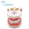 Model Anatomy Typodont Dental Type Typodont Model with Removable Teeth Model