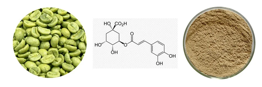 Хлорогеновая кислота. Кофейная и хлорогеновая кислота. Хлорогеновая кислота в кофе. Кофейная кислота хлорогеновая кислота. Экстракт кофеина.