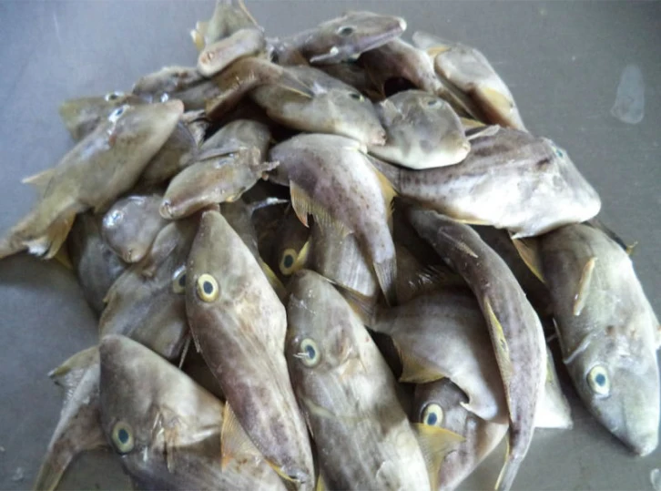 High Quality Wholesale Leatherjacket Fish Buy Leather Jacket Fish Leather Jacket Fish Frozen Frozen Leather Jacket Fish Product On Alibaba Com