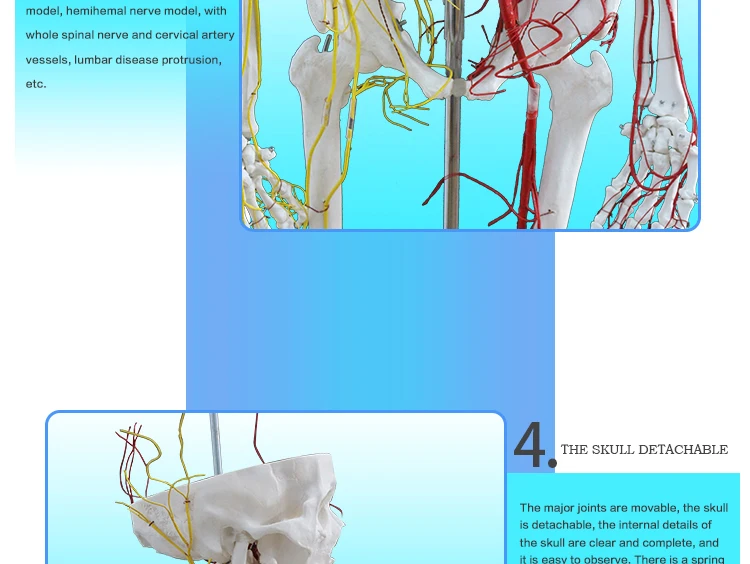 8 Skeleton model.jpg