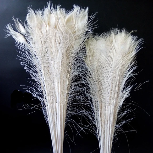 white peacock feathers