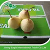 Hebei new fresh ya pears from professional supplier