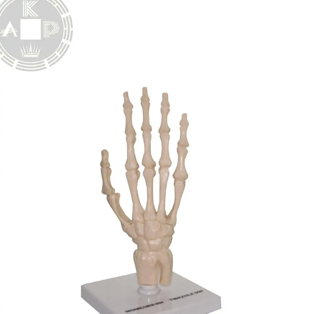 Model Kerangka Manusia Anatomi Gratis 3d Palm Tangan Buatan Model