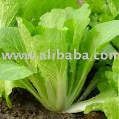 Semences De Legumes Coree Petit Chou Vert Danong Buy Graines De Chou Product On Alibaba Com