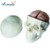 Vic Science Model of Anatomy Skull Head Model with 8 Parts Brain