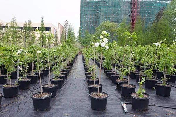 polyethylene flower pot