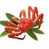 South Africa wholesale frozen king crab