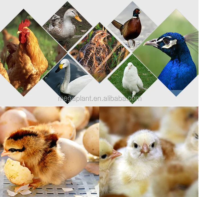 Automatic Egg Incubator Chicken Incubators Poultry Hatcher Incubators