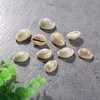 2019 China price factory wholesale cowrie shells for bracelet gifts