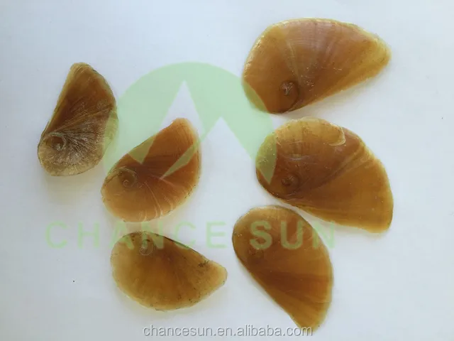 high quality conch dried operculum yellow seashells topshells