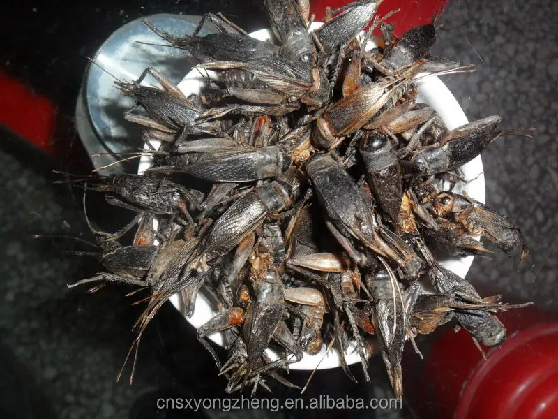 Chicken Feed Ingredient Dried Cricket Buy For Animal Feed Dry