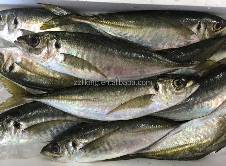 horse mackerel 2.jpg