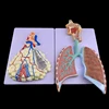 Human Respiratory System Anatomy Model Lung Anatomy Respiratory System Embossed Model