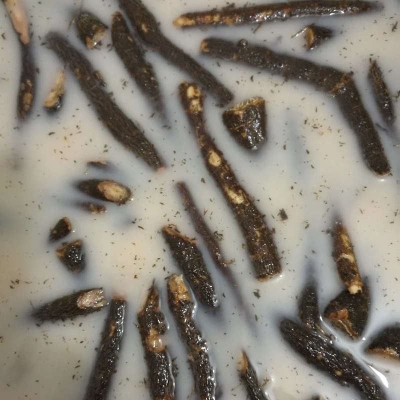 paulownia hybrid 013.jpg