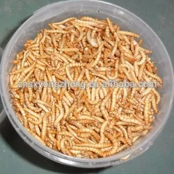dried mealworm