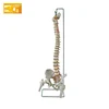 Plastic flexible spine with femur heads and sacrum bone open spine model