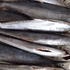 Gutted IQF Frozen Spanish Mackerel Scaled For EU Market