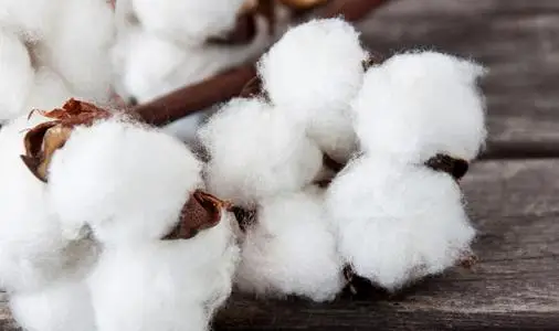 Organic Cotton shirt.jpg