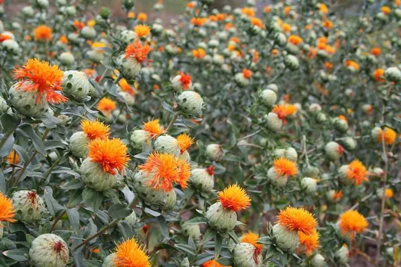 safflower seed oil 2