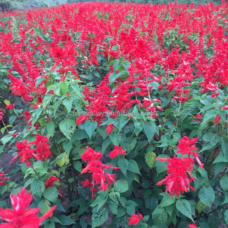 Hybrid F1 Salvia Splendens Seeds Scarlet Sage Seeds For Growing Buy Hybrid F1 Salvia Splendens Seeds Hybrid F1 Scarlet Sage Seeds Salvia Splendens Product On Alibaba Com