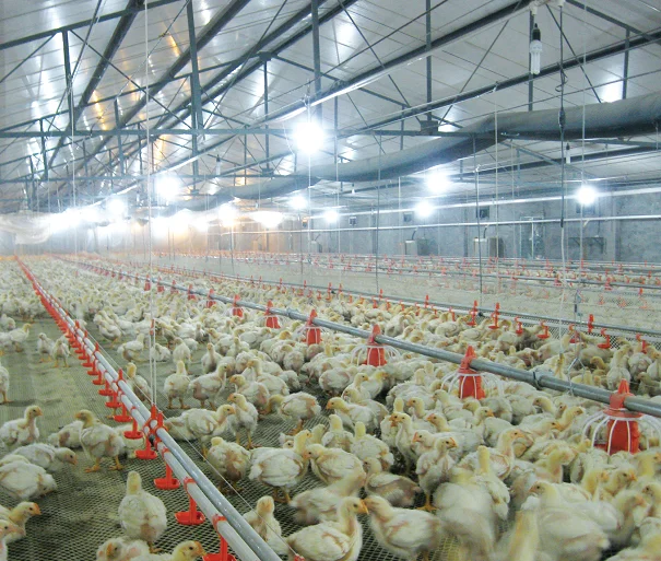 Broiler Feeders And Drinkers Broiler Feeders And Drinkers