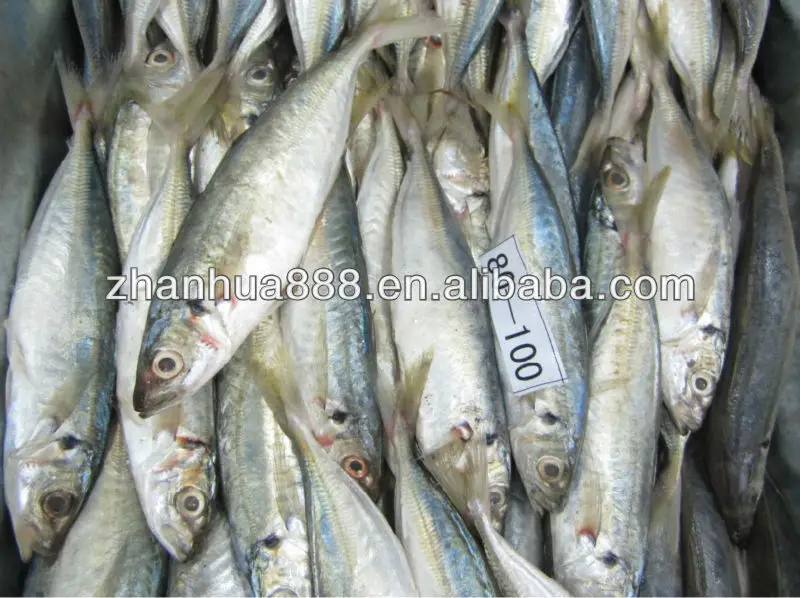 Canned Jack Mackerel Tin Fish Scad Mackerel Horse Mackerel Buy Jack