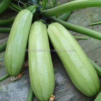 High Yield Light Green Zucchini,Summer Squash Seeds Hybrid F1 - Buy ...