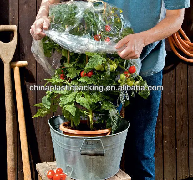Plastic Tomato Cover For Fruit In Bag Buy Tomato Film Cover,Tomato