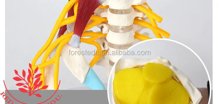 8 vertebral column.jpg